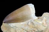 Large, Mosasaur Tooth With Fossil Shark Tooth - Beautiful #77978-1